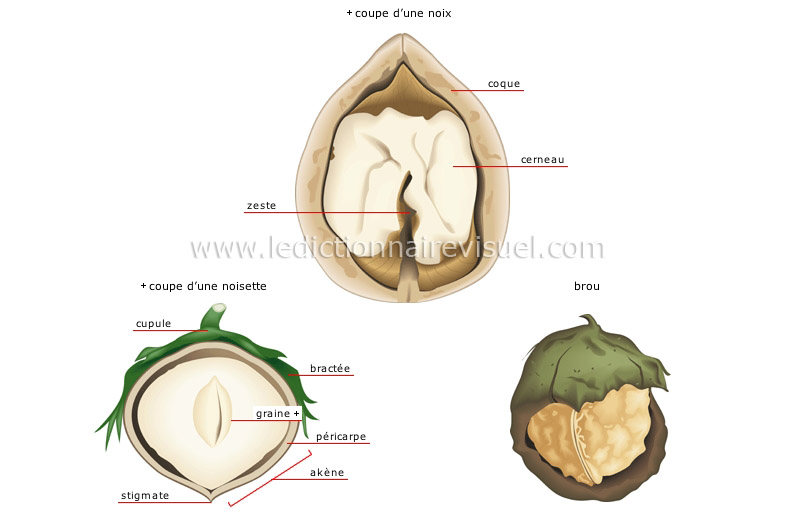 fruits secs image