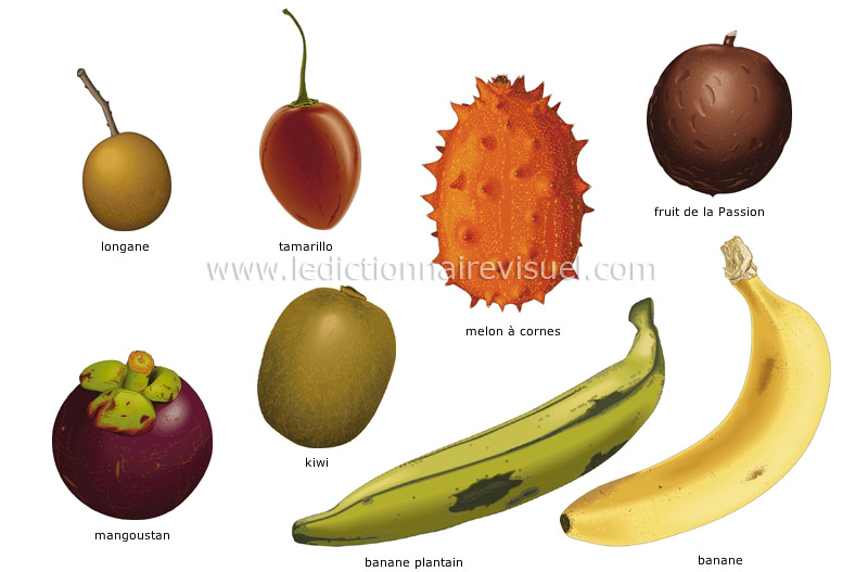 fruits tropicaux image