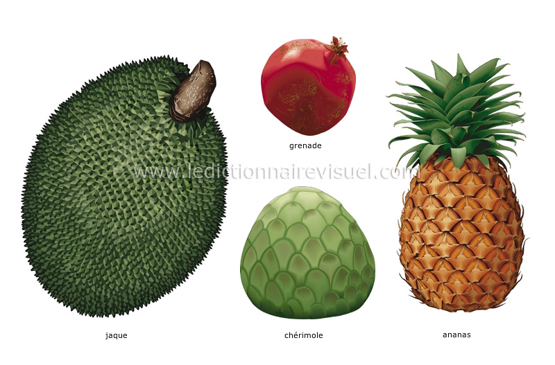 fruits tropicaux image