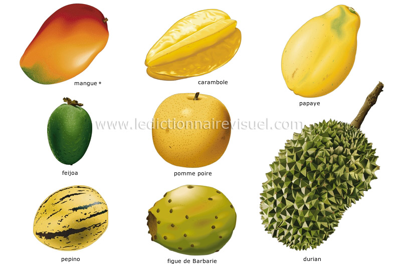 fruits tropicaux image