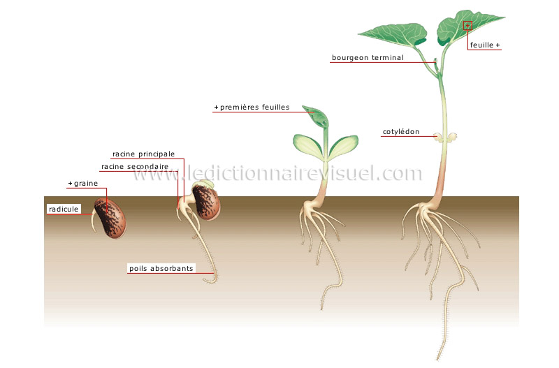 règne végétal > plante > germination image - Dictionnaire Visuel