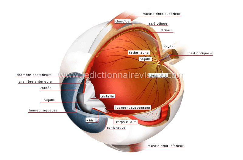 globe oculaire image