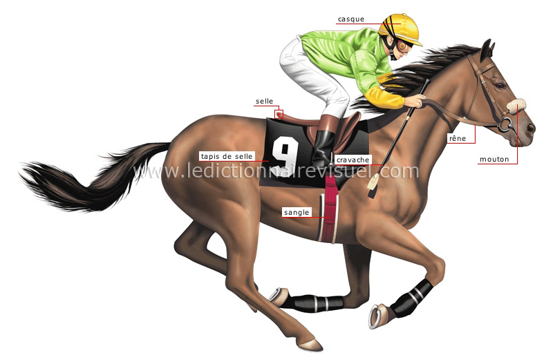 jockey image