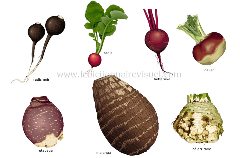 légumes racines image