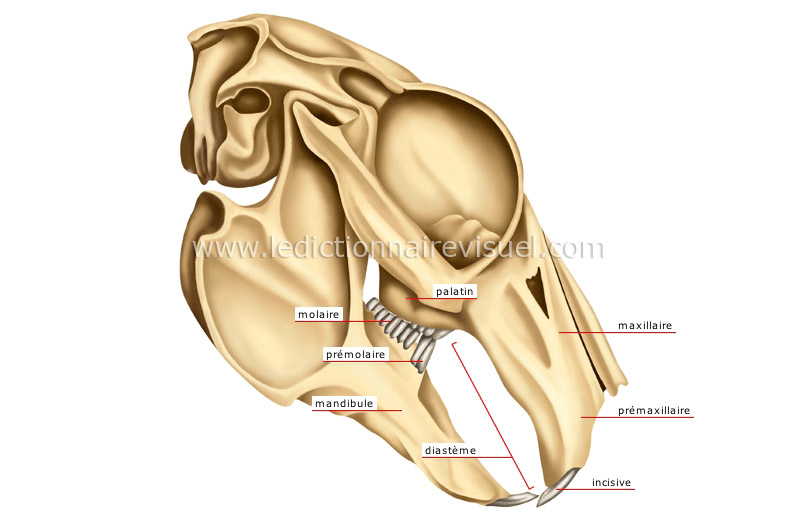 mâchoire de lagomorphe : lapin image