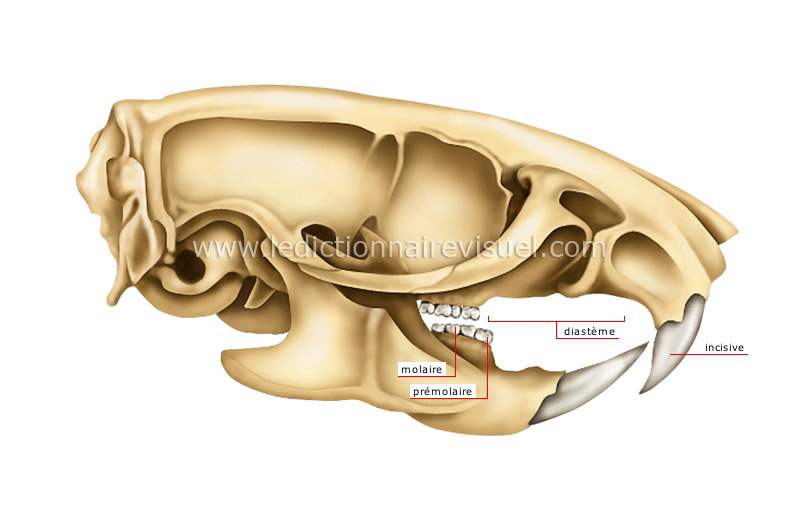 mâchoire de rongeur : rat image