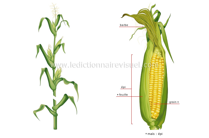règne végétal > céréales > maïs image - Dictionnaire Visuel
