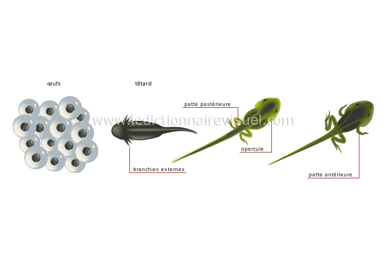 métamorphose de la grenouille image