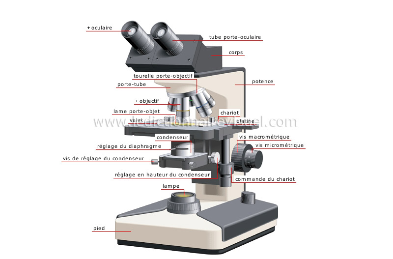 science > physique : optique > loupe et microscopes > microscope  binoculaire image - Dictionnaire Visuel