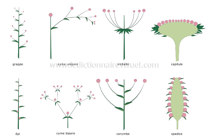 modes d’inflorescence image