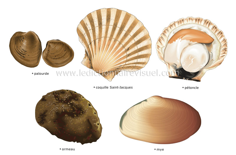 mollusques image