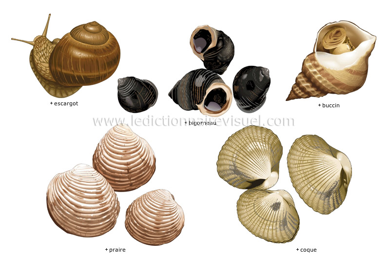 mollusques image