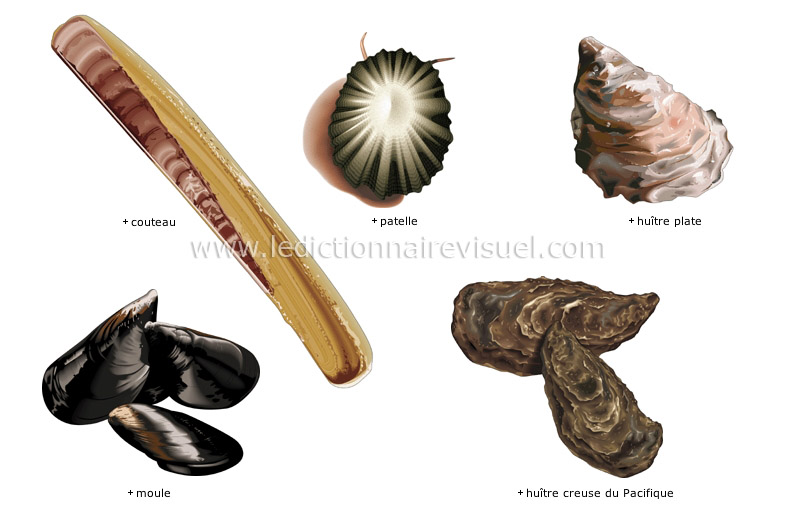 mollusques image