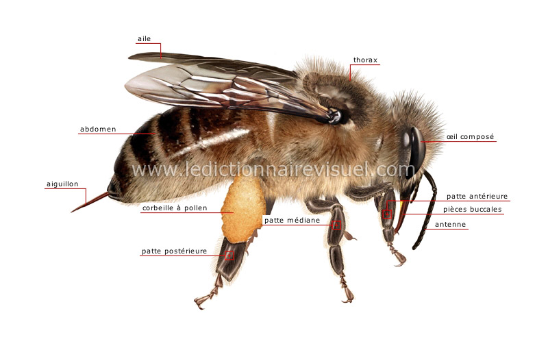 morphologie de l’abeille : ouvrière image