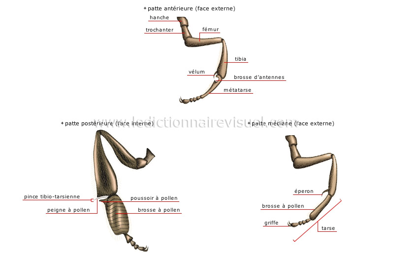 morphologie de l’abeille : ouvrière image