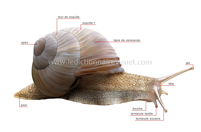 morphologie de l’escargot image