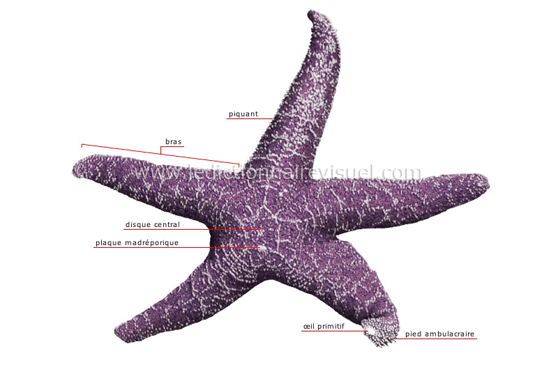 morphologie de l’étoile de mer image