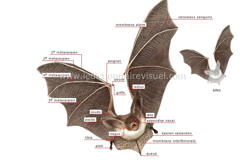 morphologie de la chauve-souris image