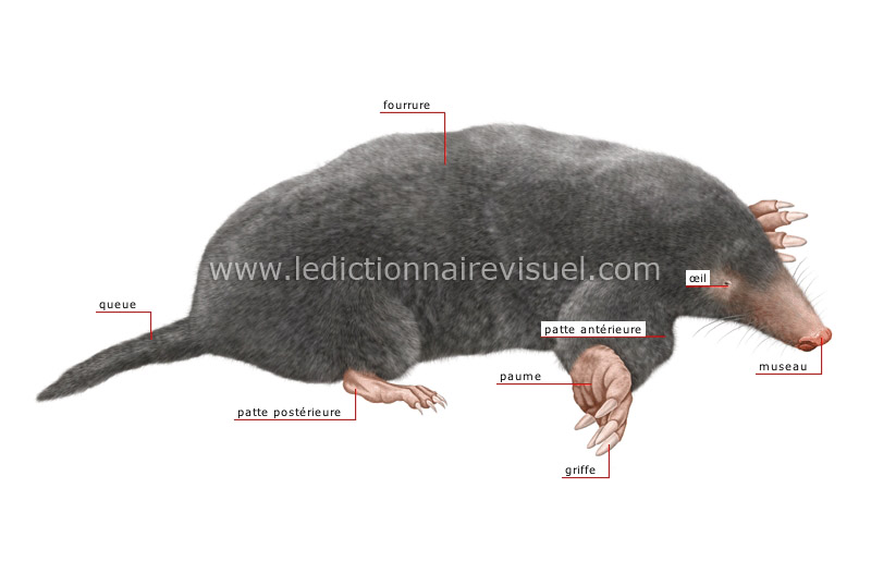 morphologie de la taupe image