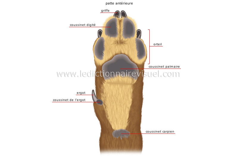 morphologie du chien image