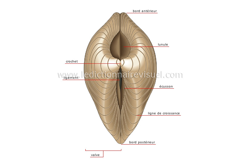 morphologie du coquillage bivalve image