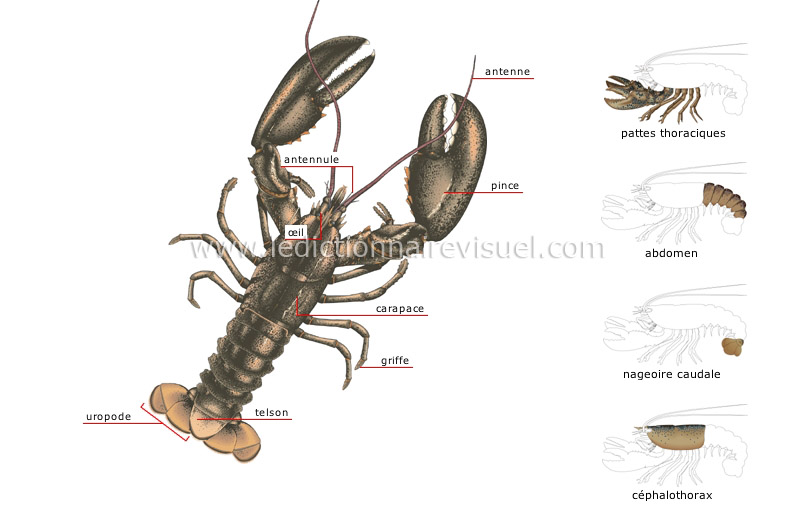 morphologie du homard image