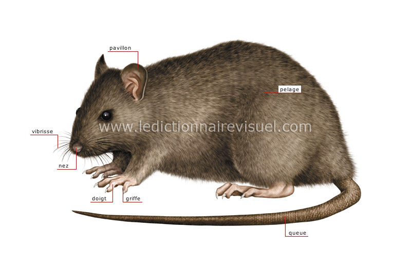 morphologie du rat image