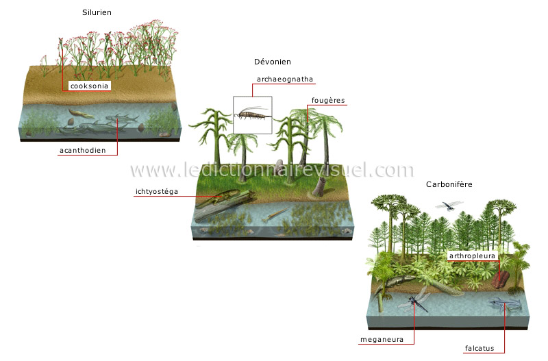 origine et évolution des espèces image