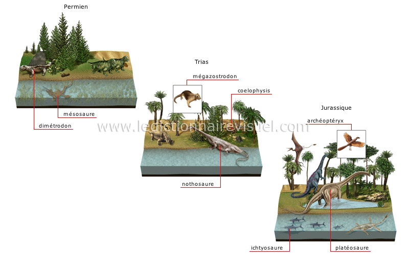 origine et évolution des espèces image