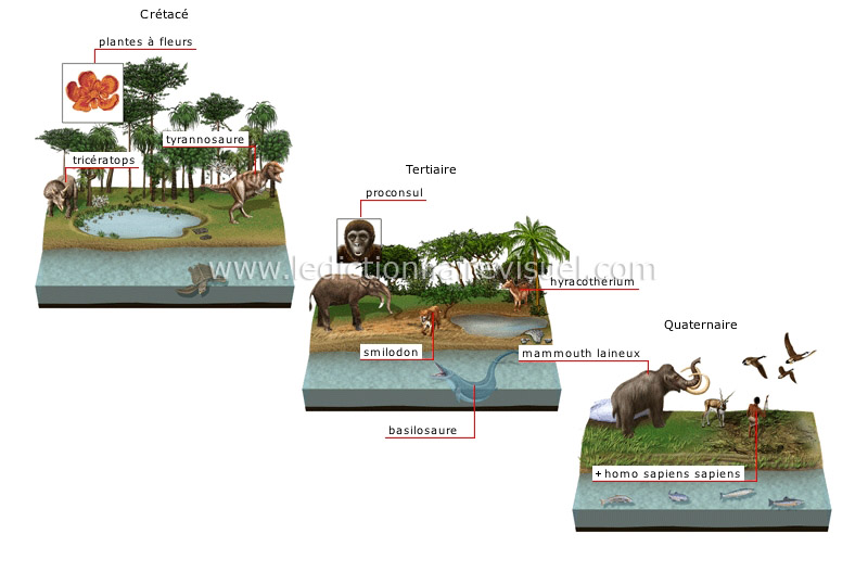 origine et évolution des espèces image