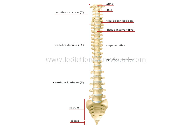 os de la colonne vertébrale image