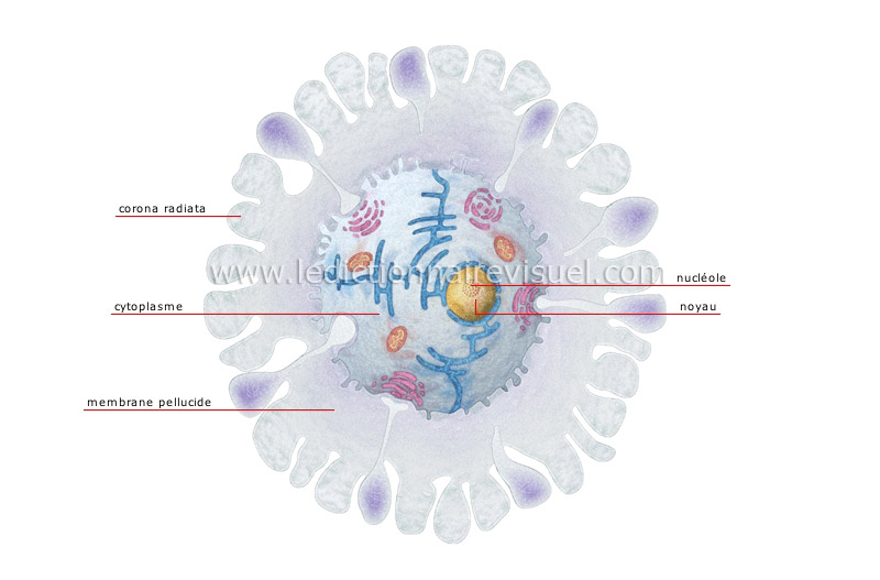 ovule image