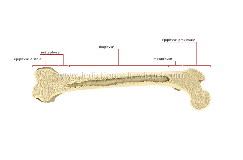 parties d’un os long image
