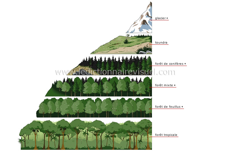 paysage végétal selon l’altitude image
