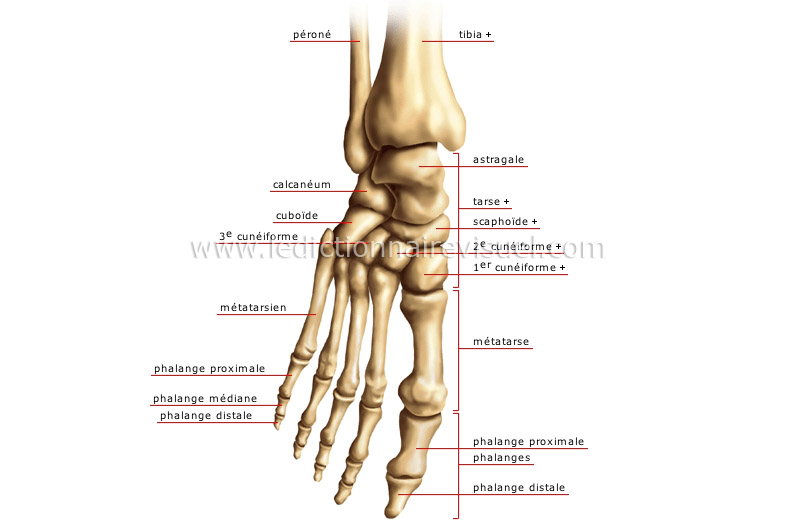 pied image