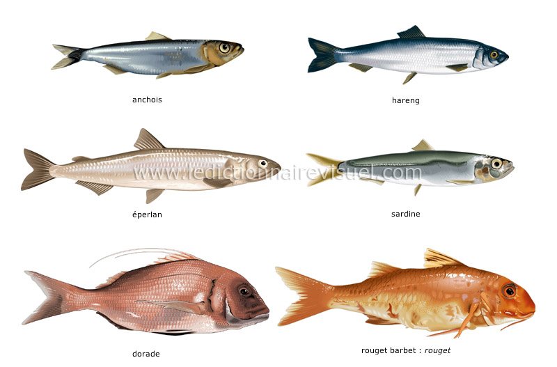 poissons osseux image