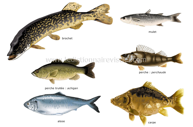 poissons osseux image