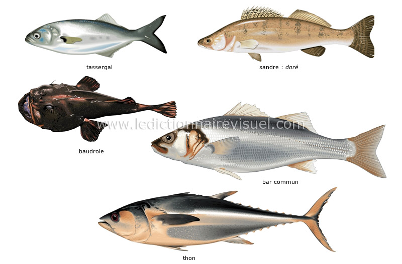 poissons osseux image