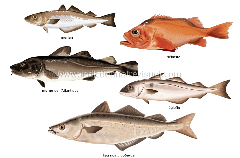 poissons osseux image