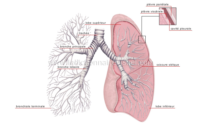 poumons image