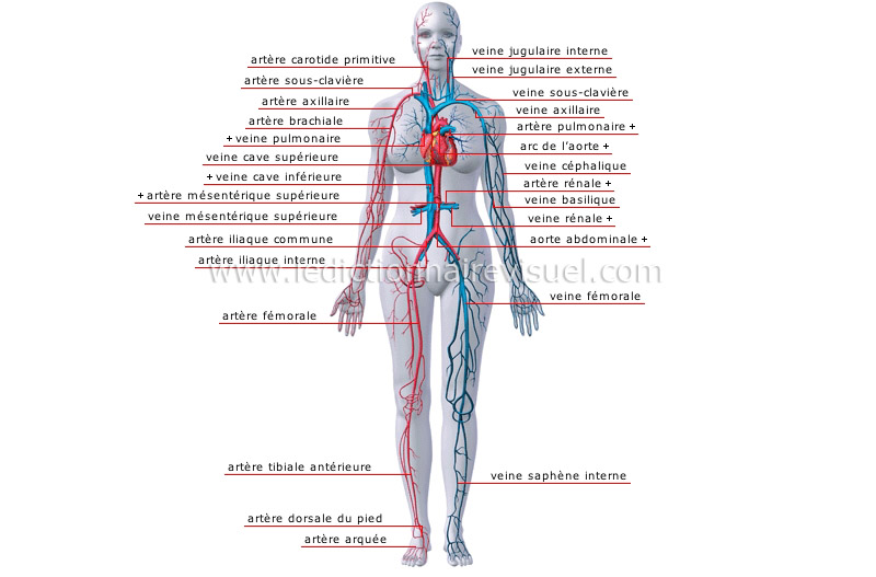 principales veines et artères image