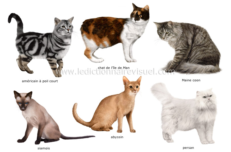 races de chats image