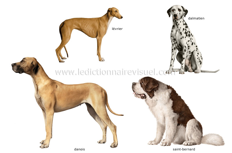 races de chiens image