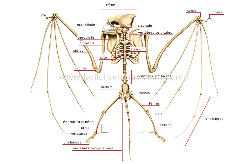 squelette de la chauve-souris image