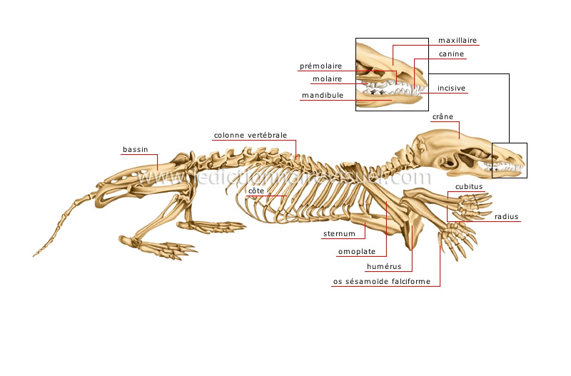 squelette de la taupe image