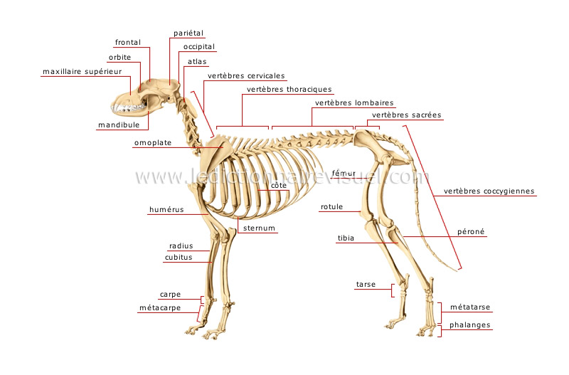 squelette du chien image