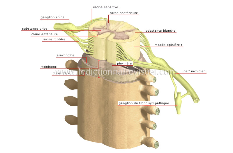 structure de la moelle épinière image