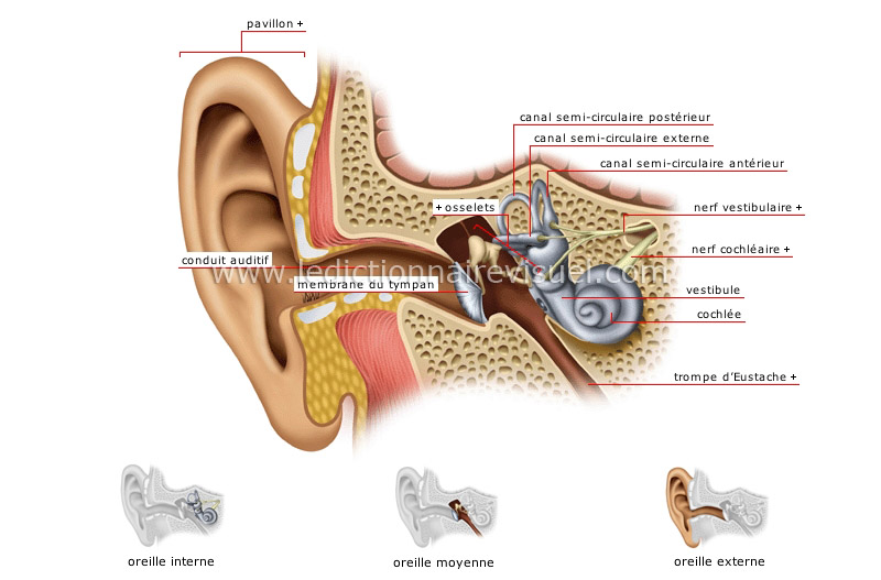 Structure de l'oreille | Dictionnaire Visuel