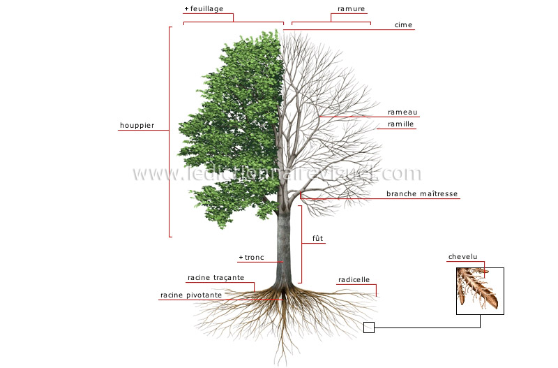règne végétal > arbre > structure d'un arbre image - Dictionnaire Visuel