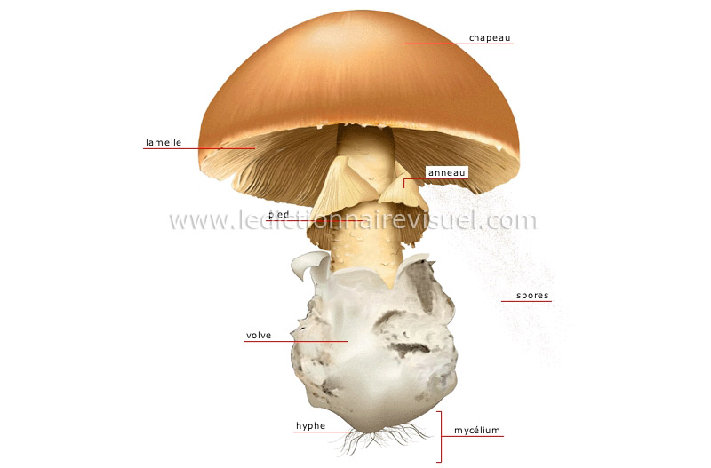 structure d’un champignon image